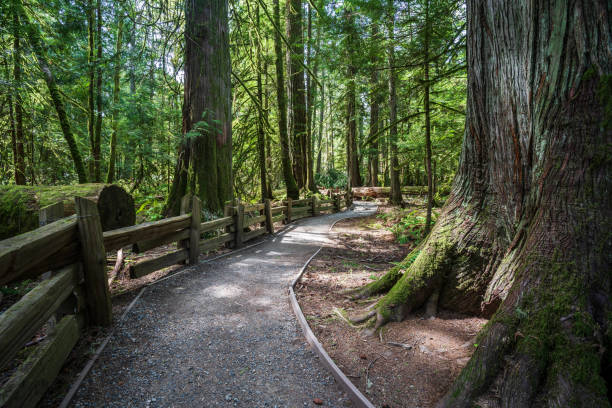 istock Cathedral Grove Vancouver Island 1162430043