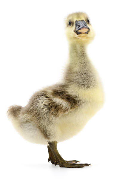 istock Little gosling isolated. 1162430183