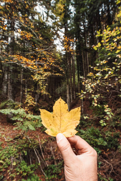 istock Holding a yellow leaf against a forest in autumn 1162430961