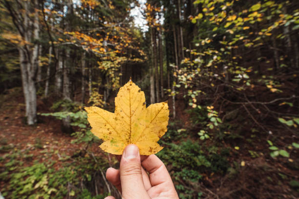 istock Holding a yellow leaf against a forest in autumn 1162430962