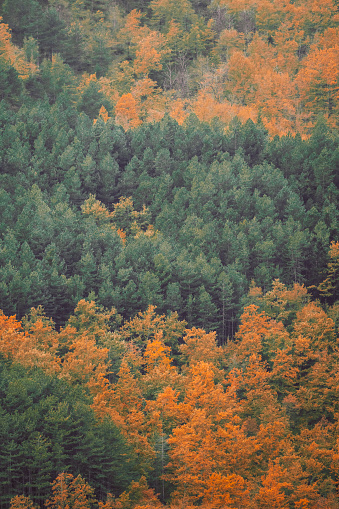 Forest landscape in autumn season