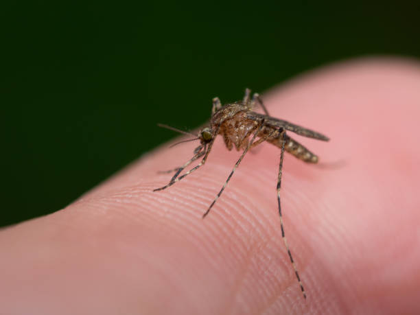 Mosquito sucking blood of man Asian tiger mosquito, forest mosquito – closeup. Mosquito bite mosquito filled with blood stock pictures, royalty-free photos & images