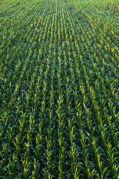 istock Aerial view of green corn crops field 1162431665