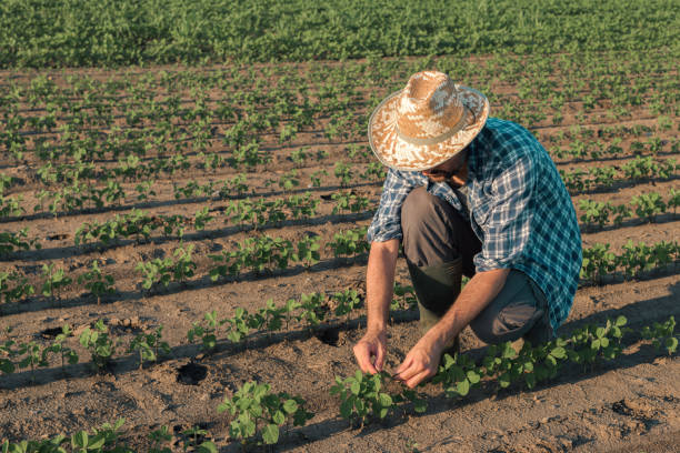 istock Farmer working on soybean plantation 1162432332