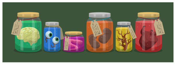 Science Jars A collection of organs and specimens preserved in brightly coloured jars. brain jar stock illustrations