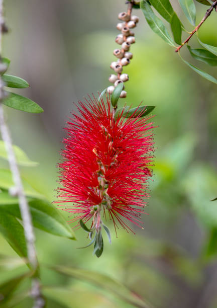 istock Callistemon citrinus bottle brush red flower in garden 1162433583