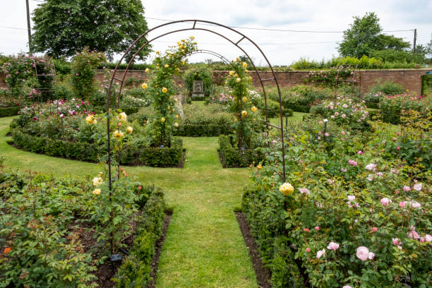 David Austin English shrub rose garden, Albrighton, Wolverhampton