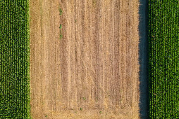 arigultural pole oglądane od góry - tractor green farm corn zdjęcia i obrazy z banku zdjęć