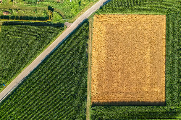 istock Agrigultural field viewed from the top 1162434052