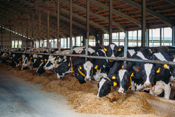 istock Breeding diary cows in free livestock stall 1162434159