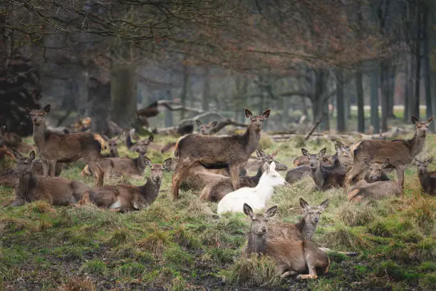 Photo of Albino deer in group resting near trees