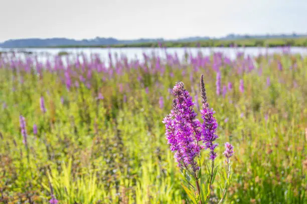 Flowering Purple Loosestrife or Flowering Purple Loosestrife in the Dutch nature reserve National Park Biesbosch near the village of Werkendam, North Brabant. It is a sunny morning in summertime.