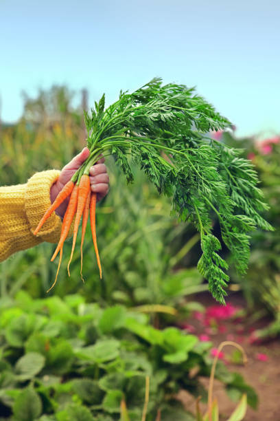 istock Child holds in his hand a newly picked young carrot. 1162434797