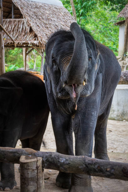 elefanti thailandesi con tronco rialzato su casa di paglia e sfondo giungla - safari animals asia palm tree animals in the wild foto e immagini stock