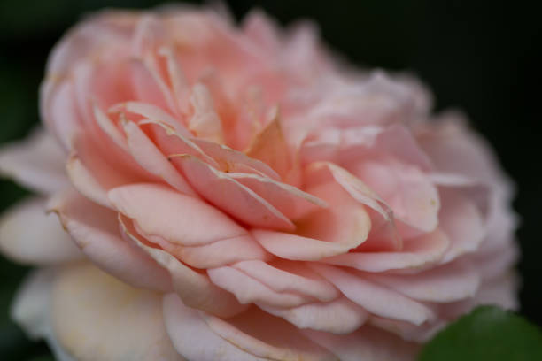 istock close-up of a blooming rose in pink 1162436038