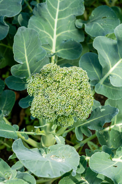 istock Healthy vegetables growing in garden, young green broccoli cabbage 1162436249