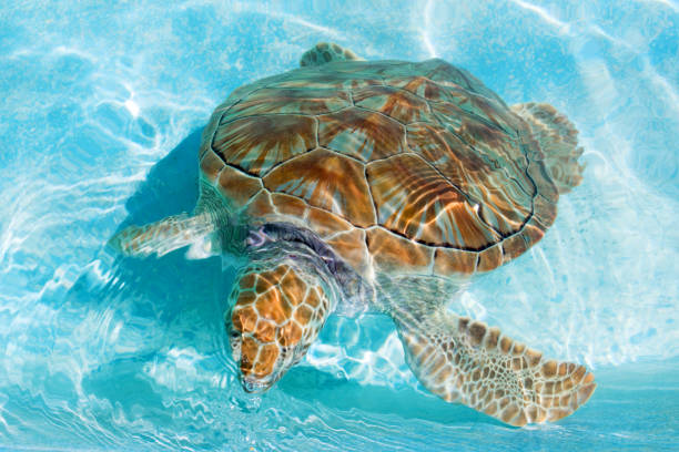 istock Green turtle in turquoise water. Close-up 1162436756
