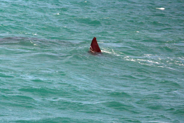 istock Fin of a southern right whale 1162437315