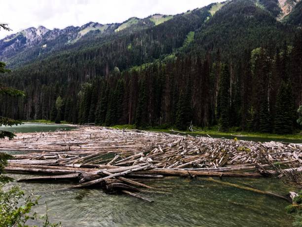 istock Large log jam in Canadian river in Rocky Mountains 1162437481