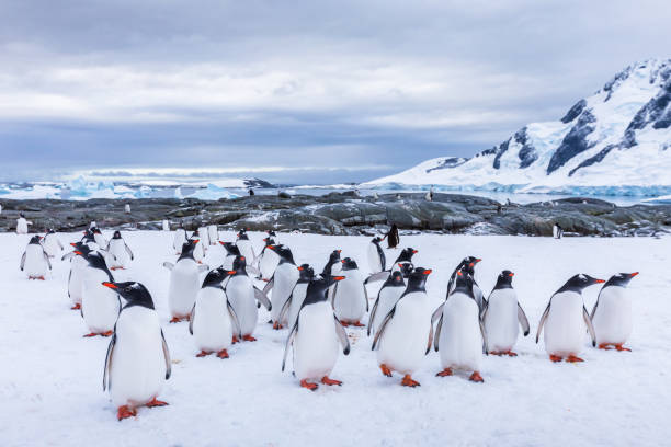 gruppe von neugierigen gentoo pinguin starrt in der antarktis, krippe oder waddle von juvenilen seevogel auf gletscher, kolonie in antarktische halbinsel, schnee und eislandschaft - gentoo penguin stock-fotos und bilder
