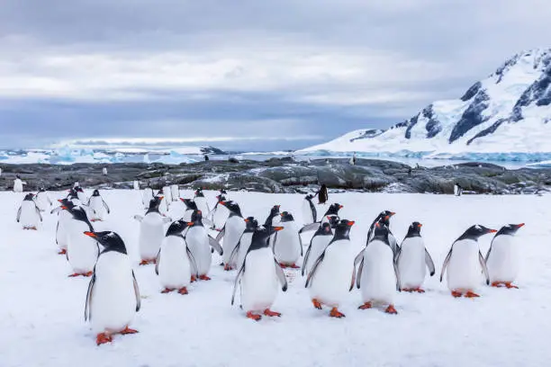 Group of curious Gentoo Penguin staring at camera in Antarctica, creche or waddle of juvenile seabird on glacier, colony in Antarctic Peninsula, snow and ice landscape