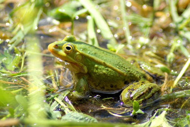 istock Green frog close-up portrait 1162439008