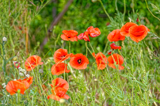 istock Papaver rhoeas by Devil's wall in the Harz National Park 1162439088