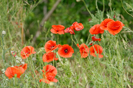 Papaver rhoeas by Devil's wall in the Harz National Park