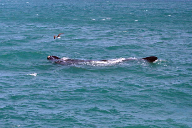 istock Bird flying above a whale 1162440217