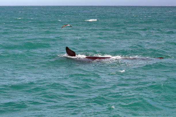 istock Fin of a southern right whale 1162441069