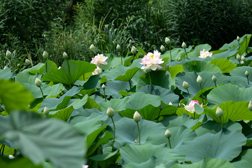 Lotus pond with sunlight. Flower of the buddha symbol.