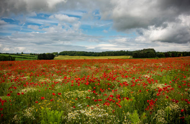 istock Poppy field near Kidderminster England 1162443297