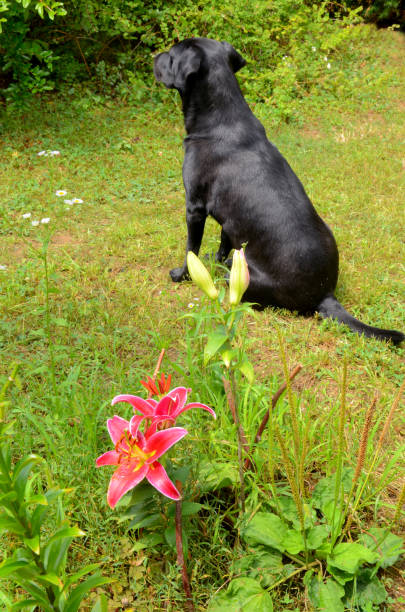 Red lily and labrador retriever