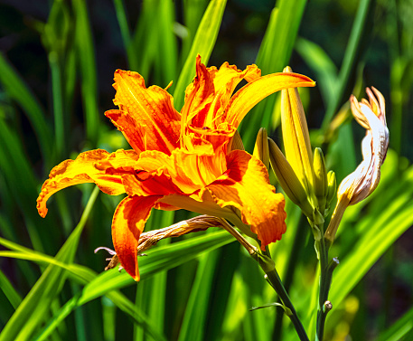 Hemerocallis fulva known as orange day-lily, tawny, tiger, railroad, roadside or fulvous daylily, also ditch, outhouse or wash-house lily is a species of daylily native to Asia