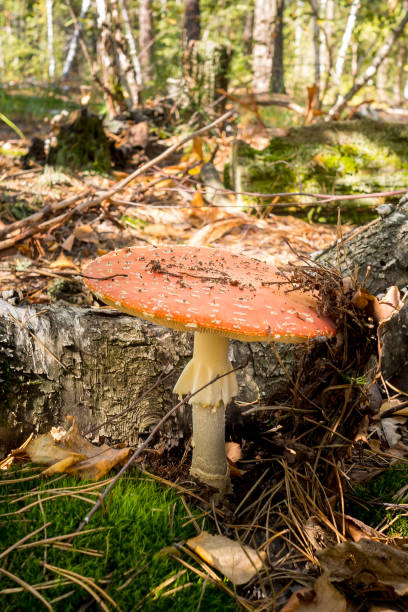istock A beautiful large grebe is growing near a fallen tree in a sunny autumn forest. 1162444235