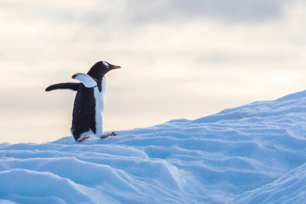 pinguim de gentoo que anda acima de um iceberg que waddling para alcangar sua colônia em antarctica, animais selvagens bonitos, paisagem congelada na península antárctica - flightless bird water bird gentoo penguin penguin - fotografias e filmes do acervo