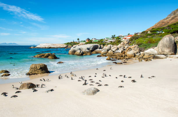Boulder Beach, South Africa Big boulder rocks and African or Jackass Penguins (Spheniscus Demersus) on Boulder Beach near Cape town, South Africa. boulder beach western cape province photos stock pictures, royalty-free photos & images