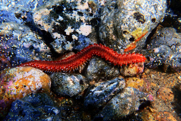 Red Mediterranean Fireworm - Hermodice carunculata stock photo