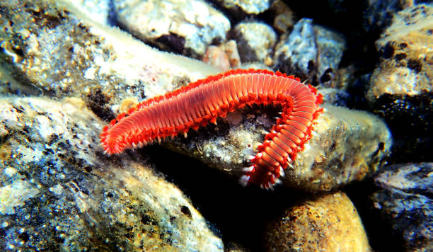 istock Red Mediterranean Fireworm - Hermodice carunculata 1162448316