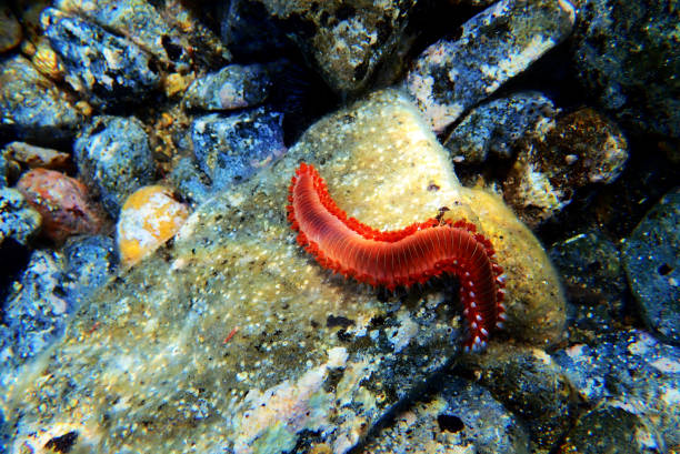 istock Red Mediterranean Fireworm - Hermodice carunculata 1162448317