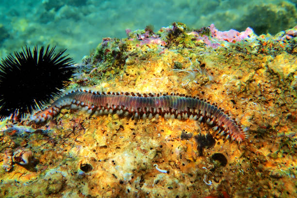 istock Red Mediterranean Fireworm - Hermodice carunculata 1162448318