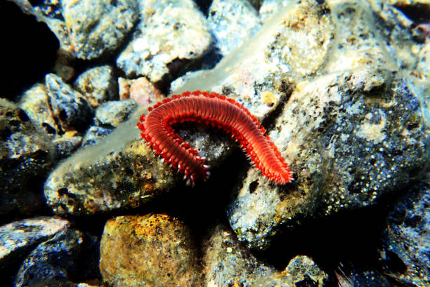 istock Red Mediterranean Fireworm - Hermodice carunculata 1162448319