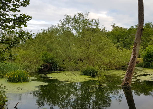 istock Marsh wetland at Hurcott Pool Worcestershire 1162449388