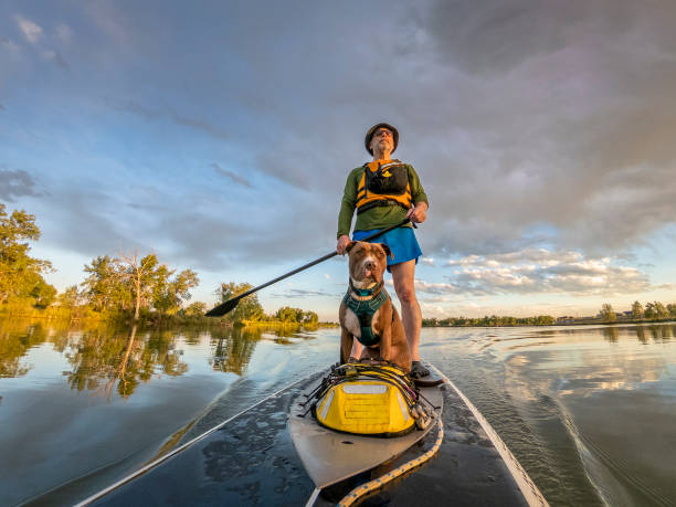 stand up paddling with a pitbull dog
