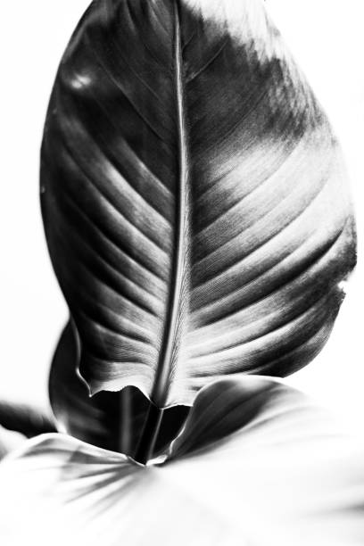 istock Bird of paradise 1162451248
