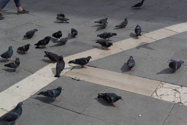 istock Pigeons in Venice, Italy 1162452127