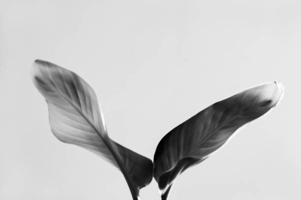 Isolated bird of paradise leaves in black and white high contrast