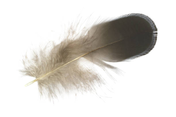 istock Feather on white background stock photo 1162453860