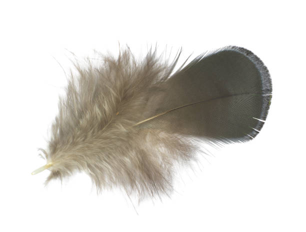 istock Feather on white background stock photo 1162453861