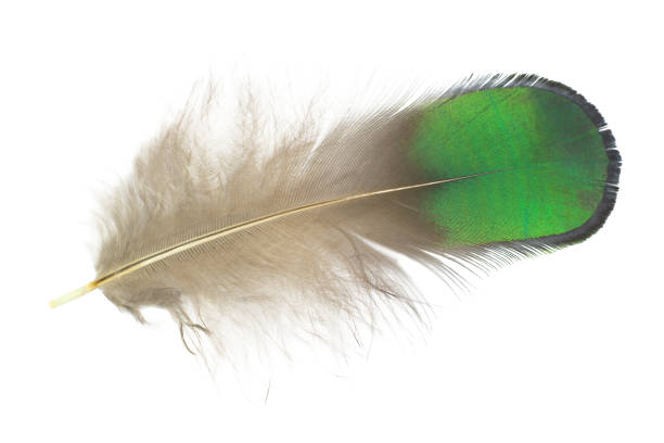 Feather on white background stock photo